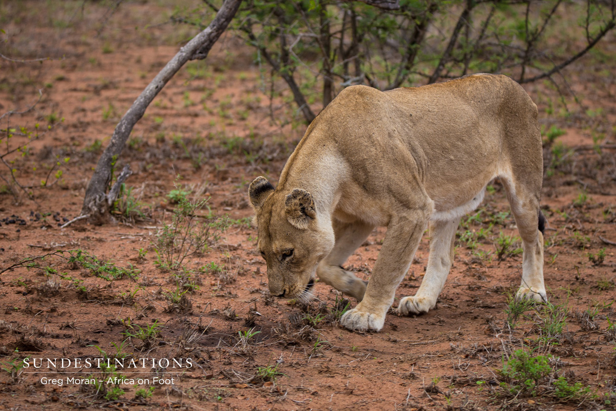 Ross Lioness