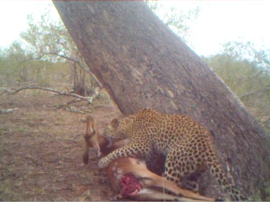 White Dam's cub does his part to "kill" his prey