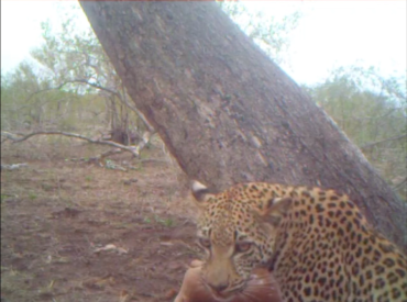 This outstanding footage from a camera trap shows some of the intimate details of a leopard’s feeding habits, behaviour, and the bond between a mother and cub. Umkumbe Safari Lodge guide, Marius Zeilinga, placed the camera trap strategically at the location of a fresh leopard kill, and the result is truly something special… This female […]