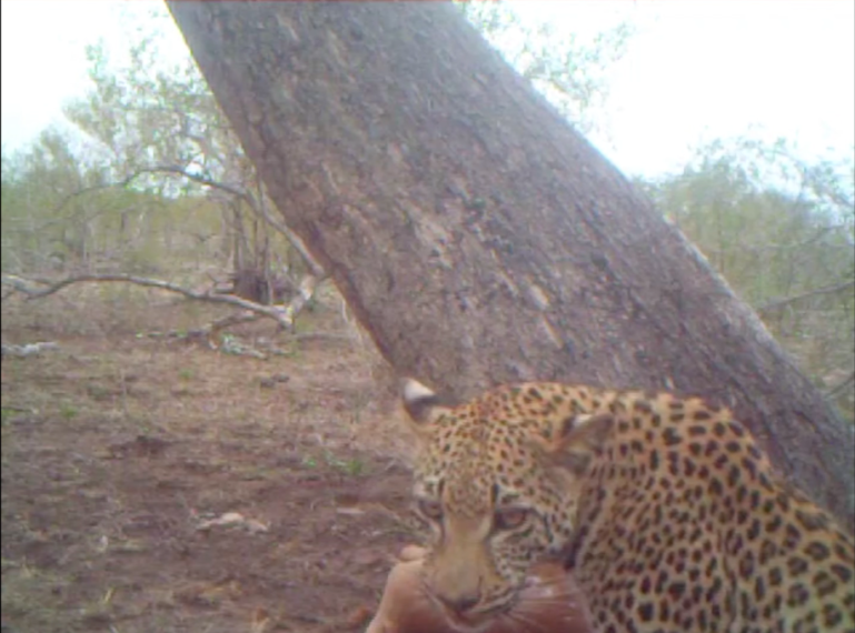 Leopard & Cub Captured on Camera Trap