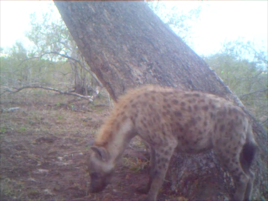 Hyena arrives to scavenge at the leopard kill