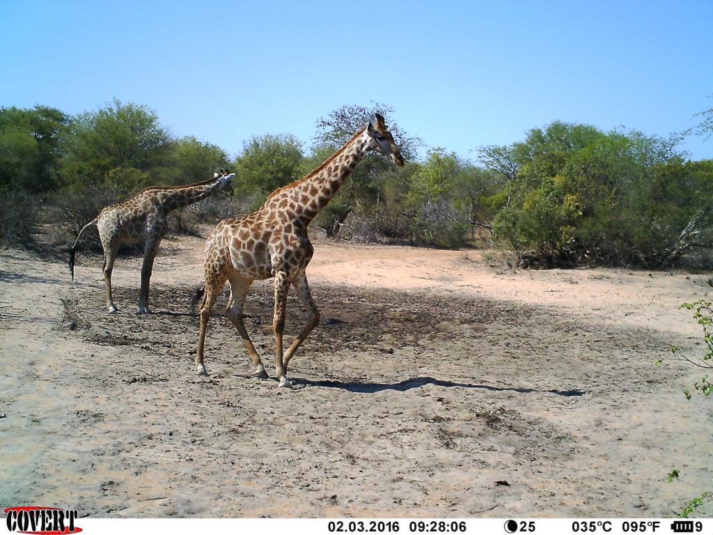 The significantly drier waterhole