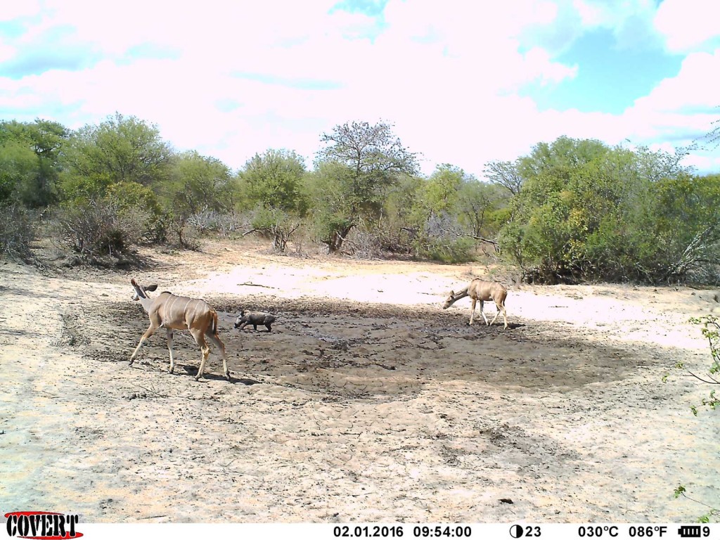 The gregarious species, such as kudu, warthog, and impala often share their presence at the waterhole