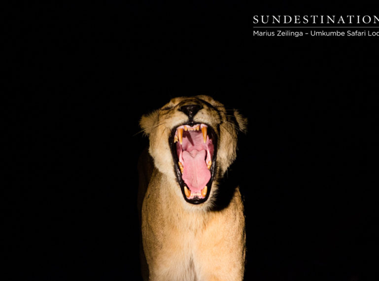 Week in Pics : Feisty & Wide-mouthed Wildlife !