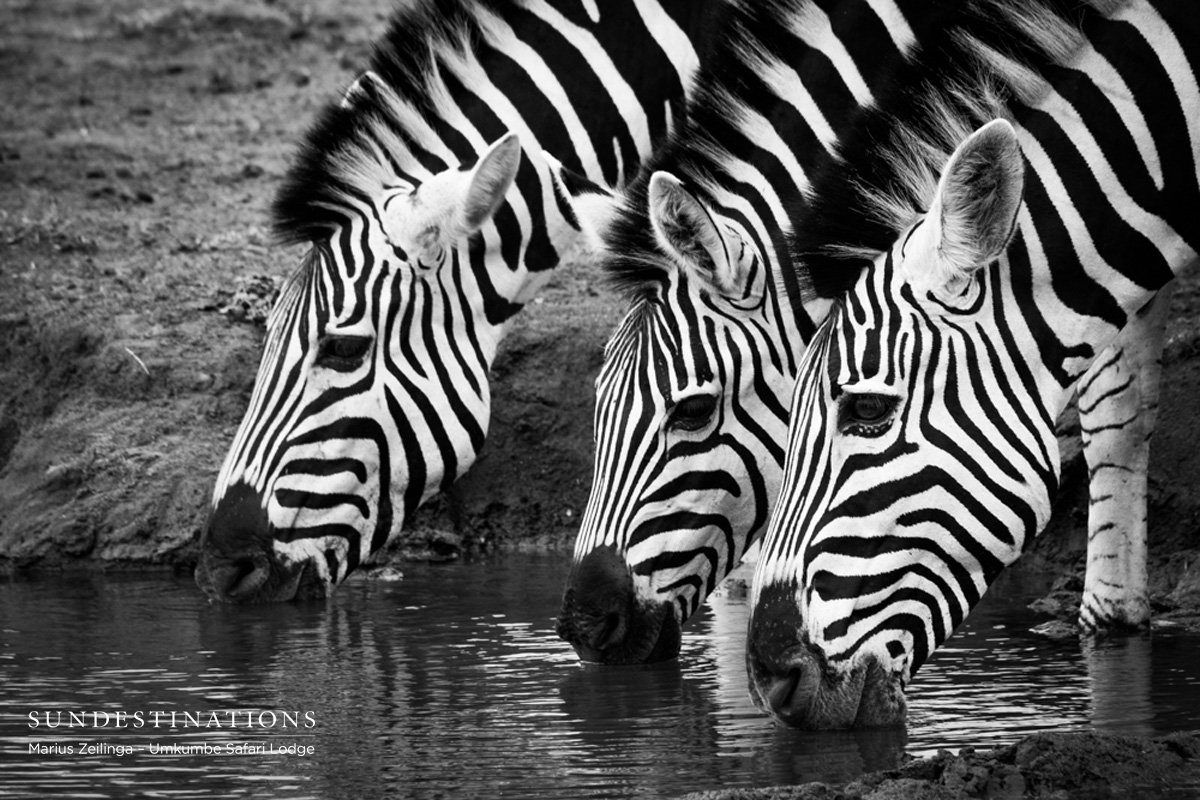 Umkumbe Zebra