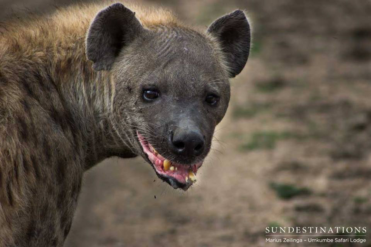 Toothfairy Hyena