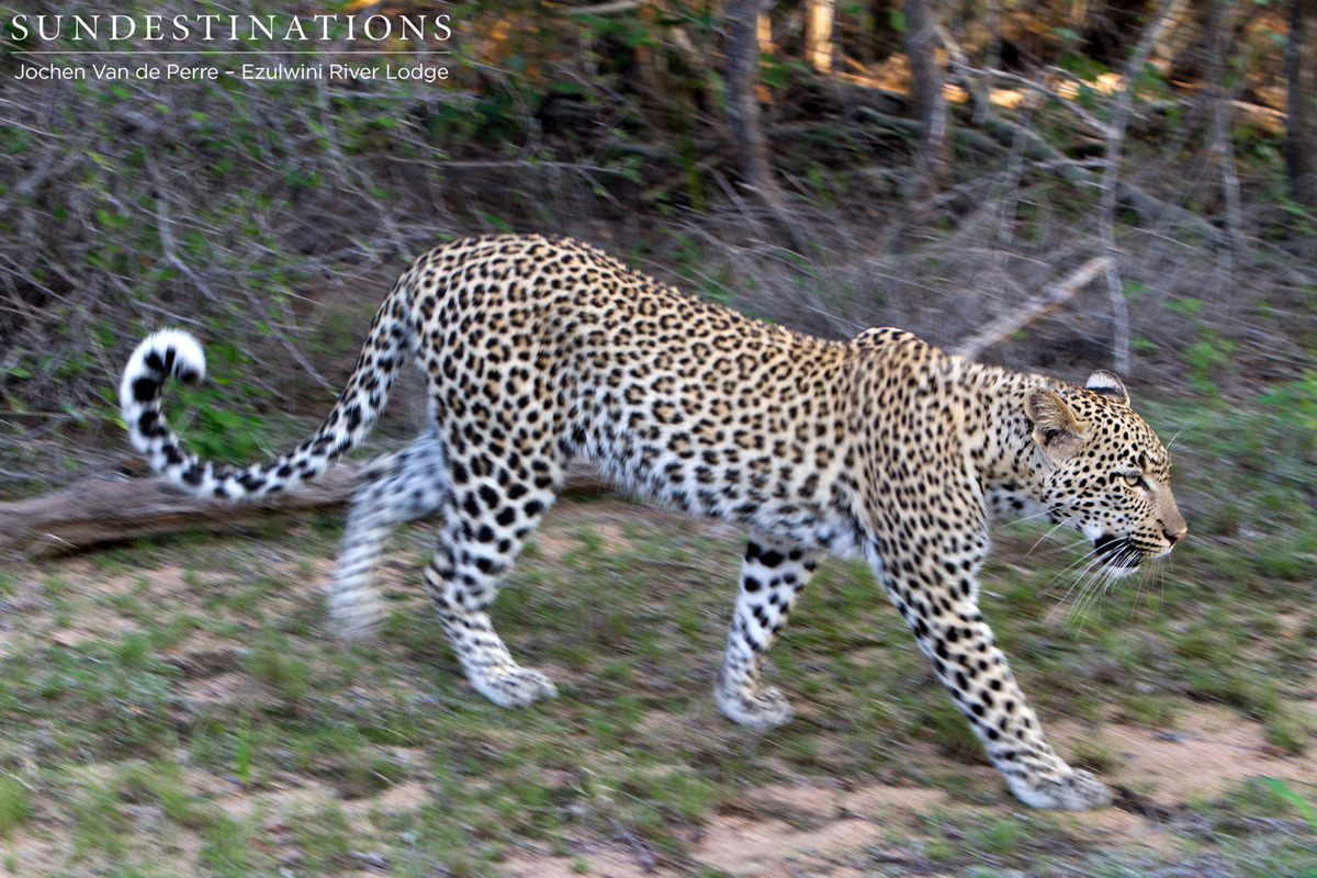 Van Wijk's Leopardess