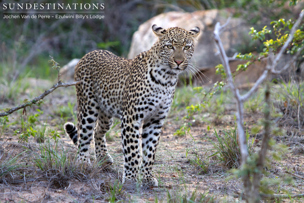 Van Wijk's Leopardess