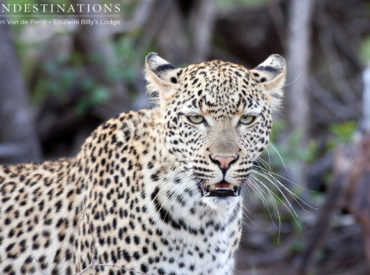 The Van Wijk’s leopardess is a small, yet powerful cat often spotted on Ezulwini’s traverse. She loves nothing more than to be in the limelight and never misses an opportunity to have her photo taken. Alongside Chavaluthu, the blue-eyed boy of the Balule, she’s one of the most commonly spotted leopards while out on game […]