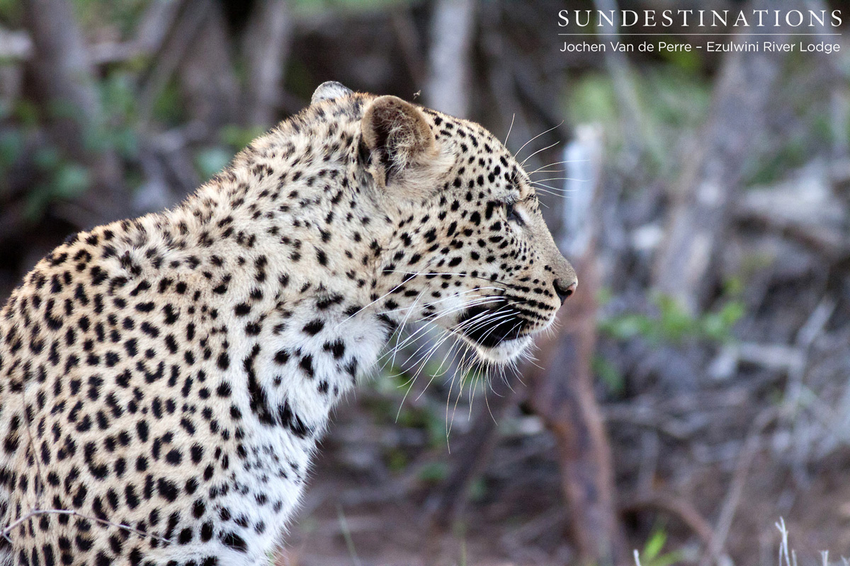 Van Wijk's Leopardess Balule