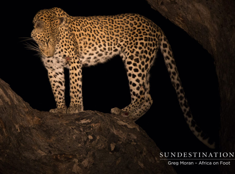 Naming a New Leopard: Meet “White Rock”