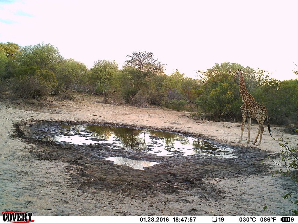 A giraffe arrives at sunrise to drink at the pan