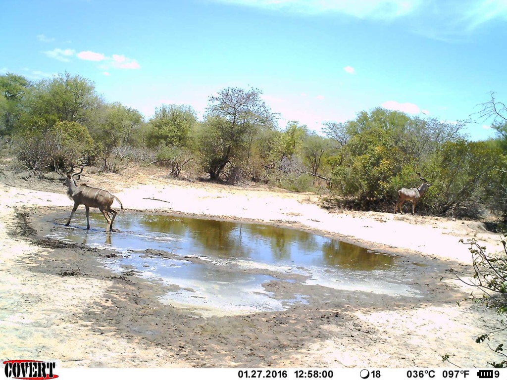 Kudu bulls enjoying the water