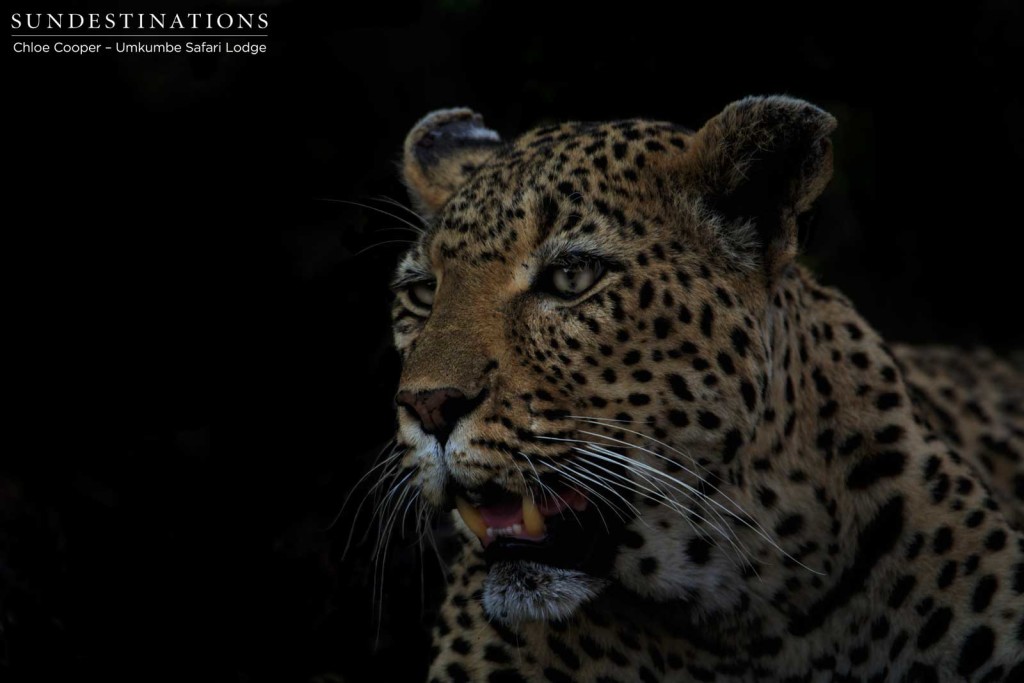 White Dam pants in the heat after feasting on an impala kill