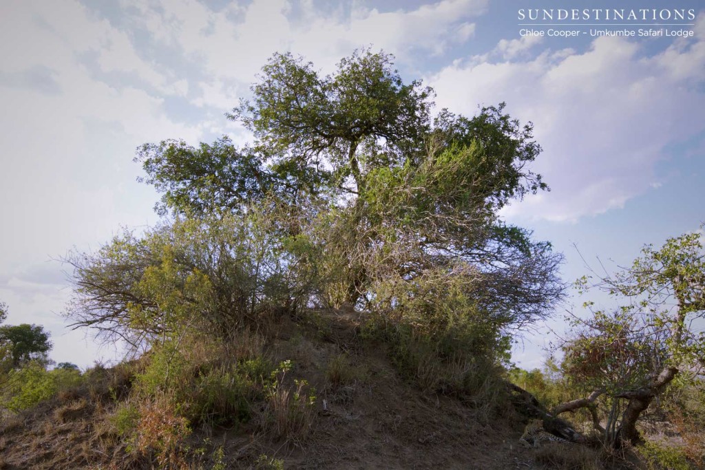 White Dam rests at the foot of an enormous termite mound