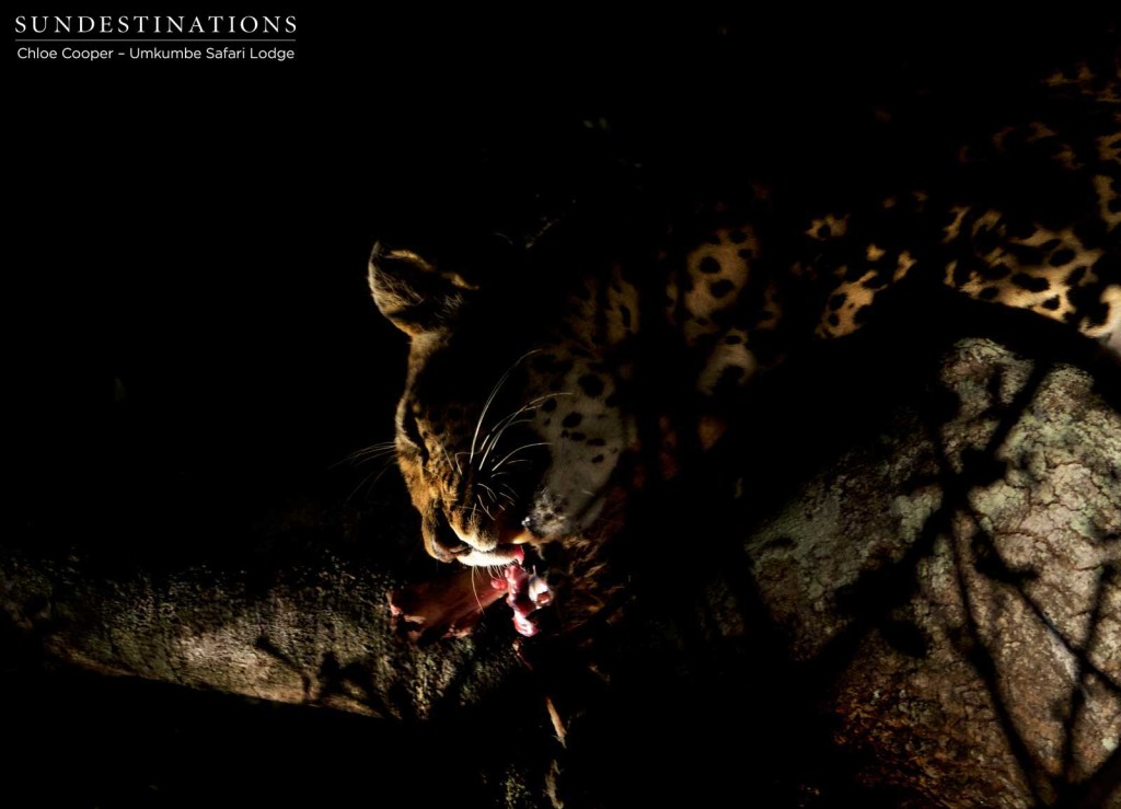 The incredible skill of a leopard is demonstrated in its ability to pull an impala into a tree and feed while balancing on branches