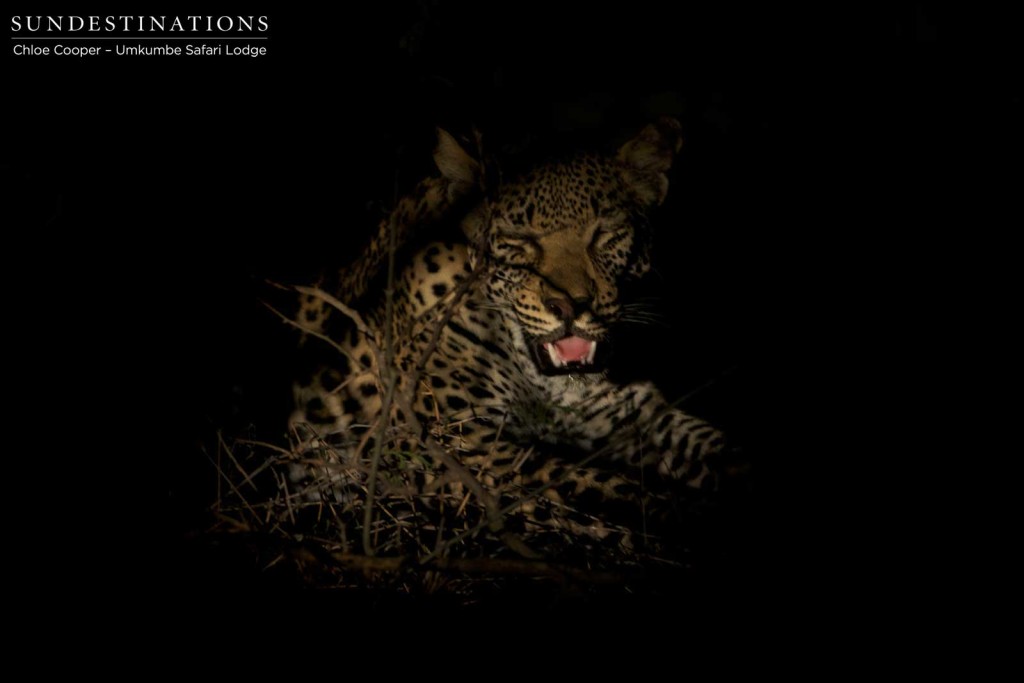 White Dam's male cub stays hidden in the thicket while the hyenas occupy the base of the tree