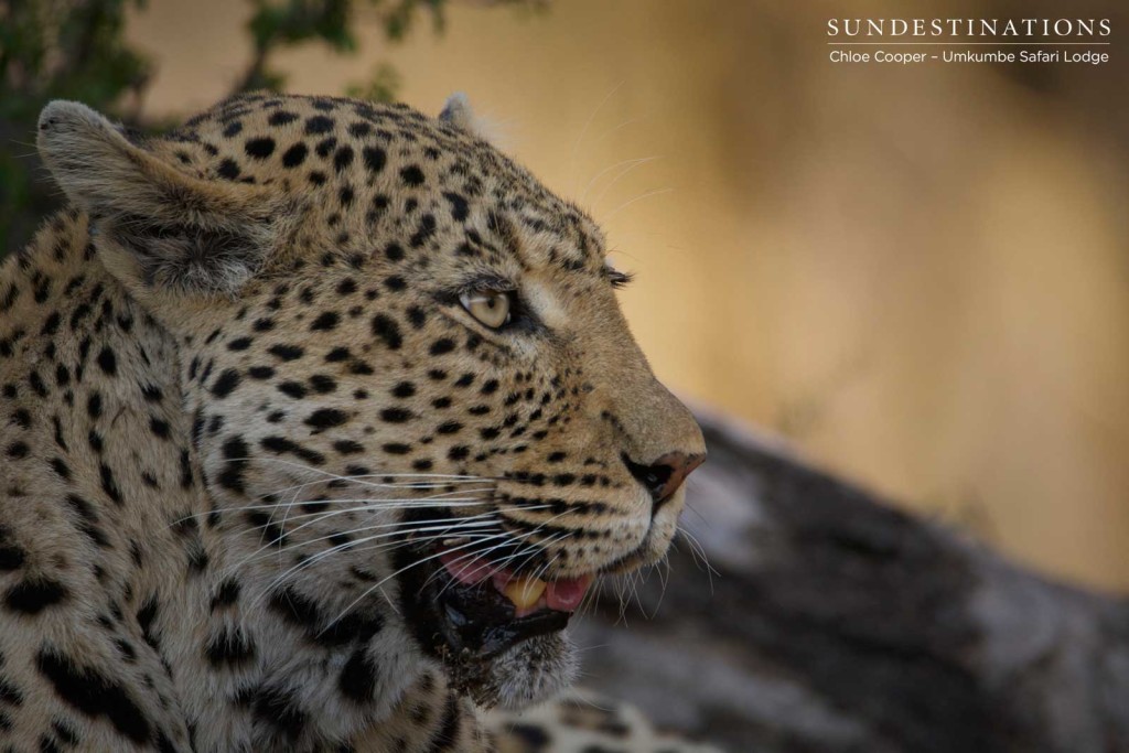 White Dam responds threateningly to an approaching hyena