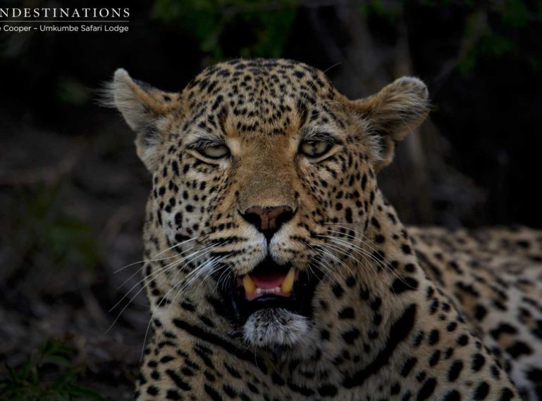 Leopardess White Dam & Cub on a Kill