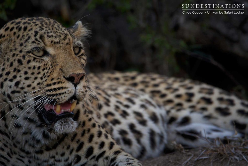 White Dam relaxes in the last of the day's heat before night falls and she returns to her kill