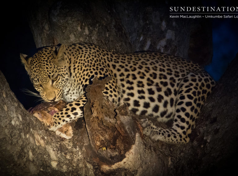 Third Kill for Leopardess White Dam & Cub