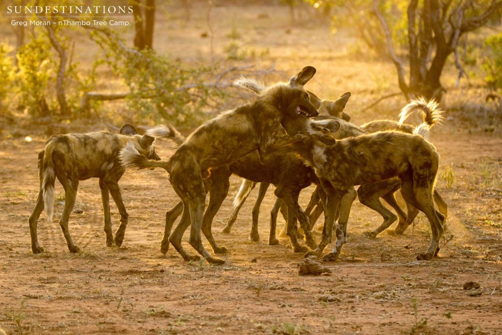 Superb sight of African wild dogs playfully interacting in the last light of the day