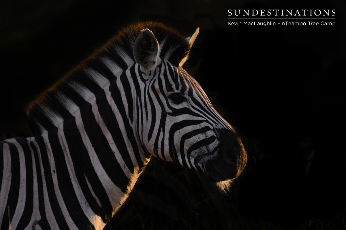 Zebra at Night
