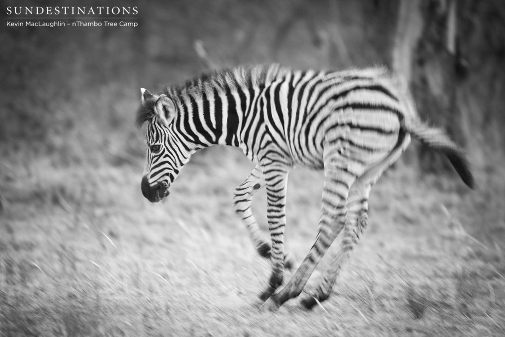 A brand new zebra foal has an excited spring in its step