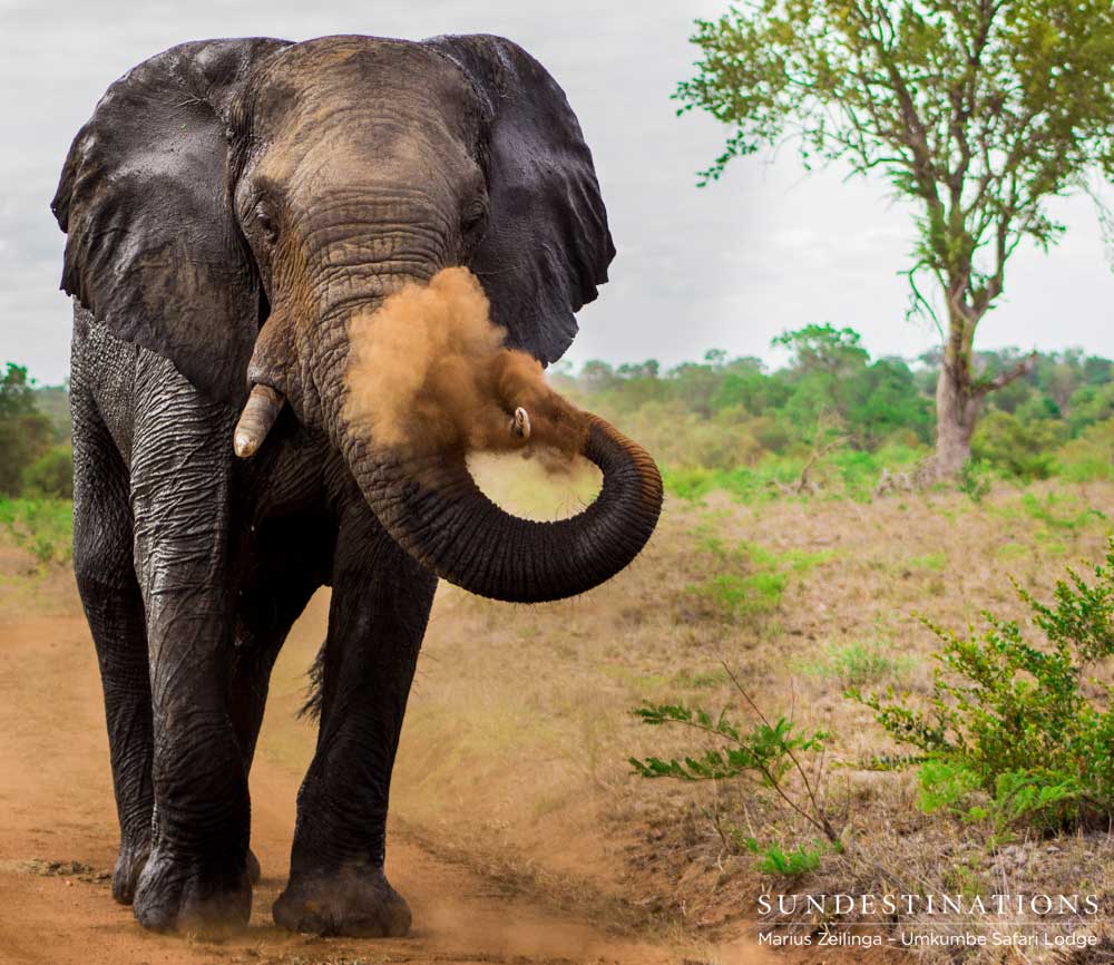 An elephant decorates himself with a cloud of dust in the Sabi Sand