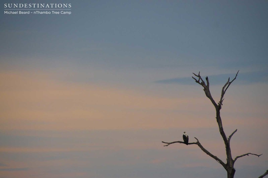 An African fish eagle lurks ominously over a newly formed dam.