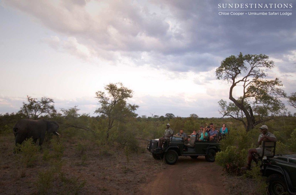 Marius and Mauritz join Cameron, and all Umkumbe guests enjoy the elephant sighting together