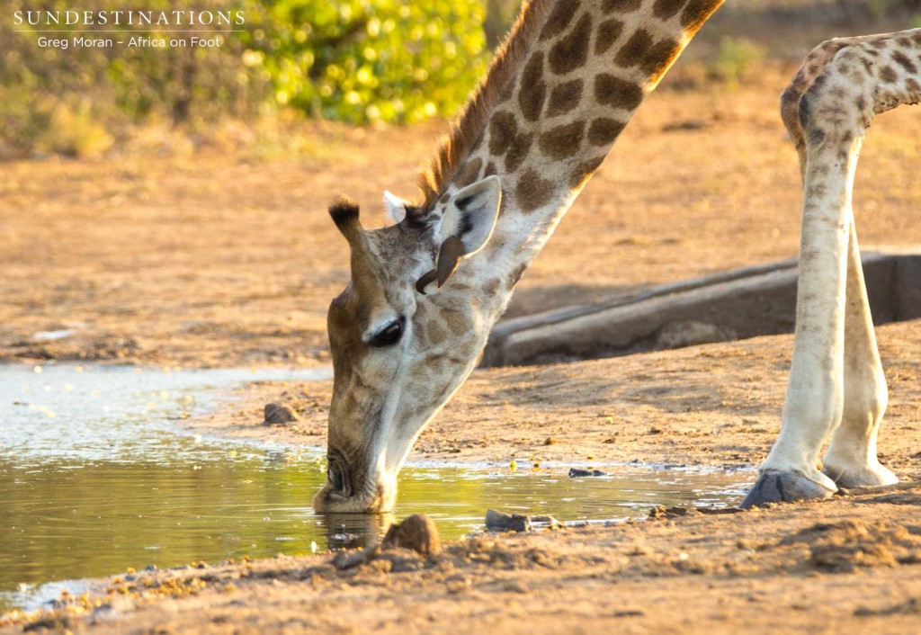Catching a giraffe drinking in the golden light after patiently waiting for her to make her move