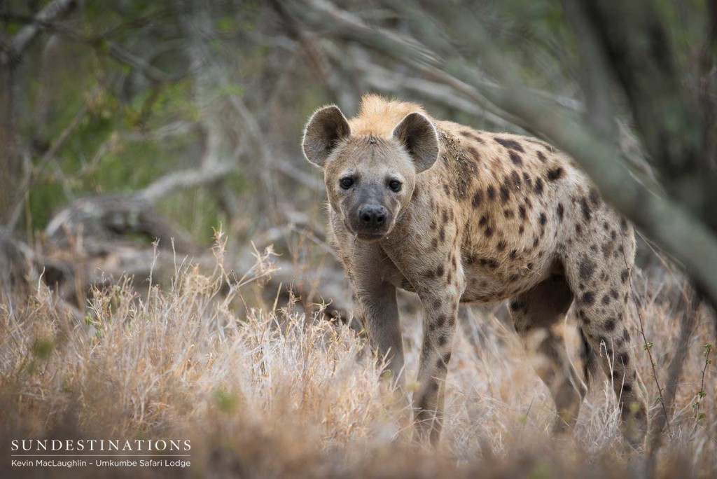 Spotted! A hyena peers at us warily as we watch the activity at a kill site. 