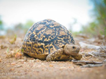 Welcome to the Week in Pictures: Easter Feast! A photography round up of the week’s wildlife activity at the Sun Destinations Kruger camps. It’s the end of a short week and the beginning of a long weekend – the Friday feeling is stronger than ever! South Africans are taking their rooftop tents and braai grids […]