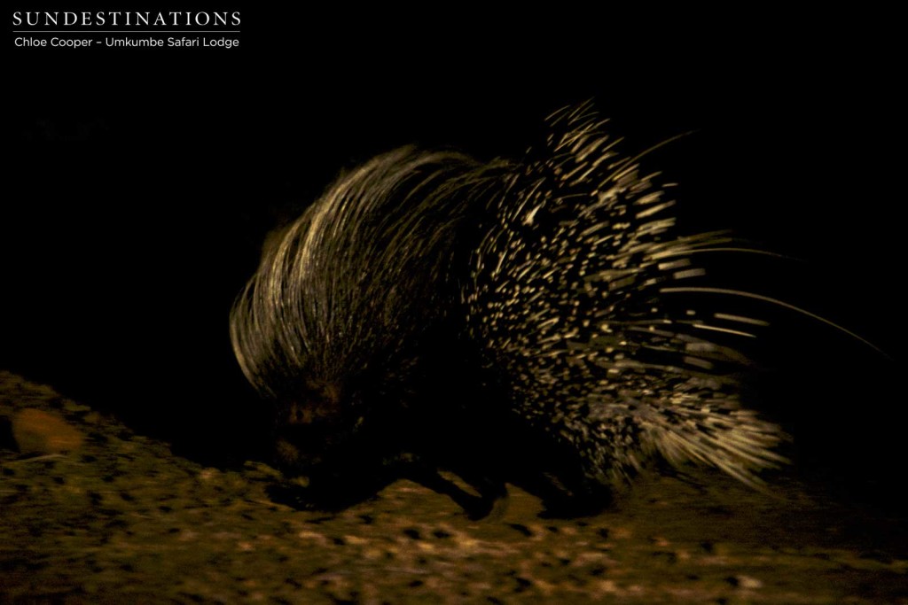 A nocturnal special: porcupine makes a brief and hurried appearance just outside Umkumbe