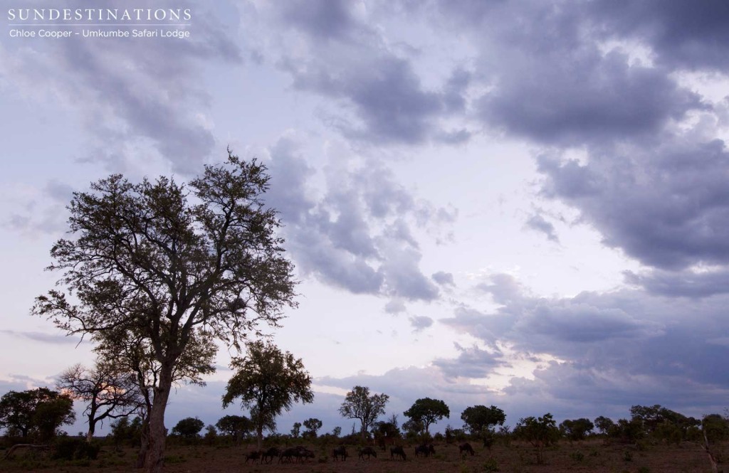 A herd of blue wildebeest move as they graze under a moody looking sky