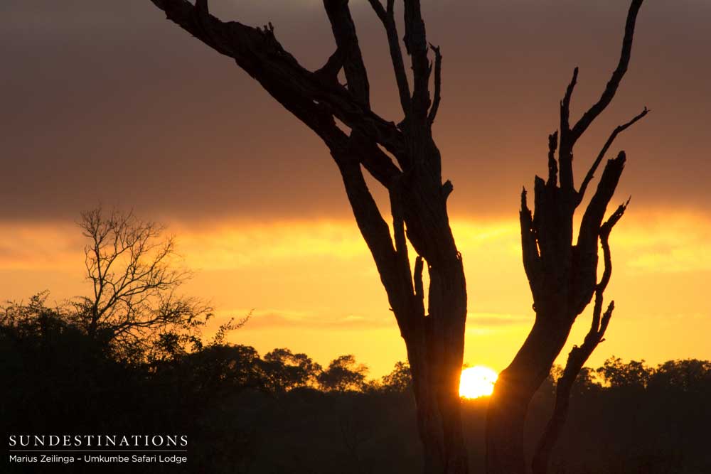 The first light of the day emerging from the horizon and painting the sky gold.