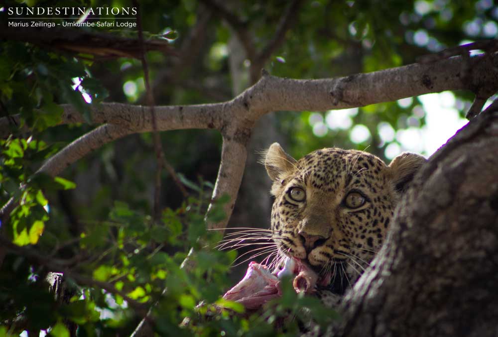 White Dam gnaws on a joint of impala while remaining safely hidden from the scavenging hyena in the safety of a tree.