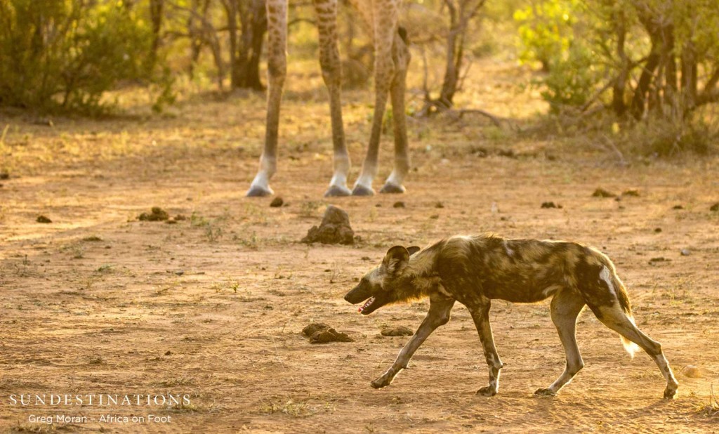 Wild dogs dominate the waterhole over a small gathering of giraffes. Despite the size difference, wild dogs can be intimidating in packs!