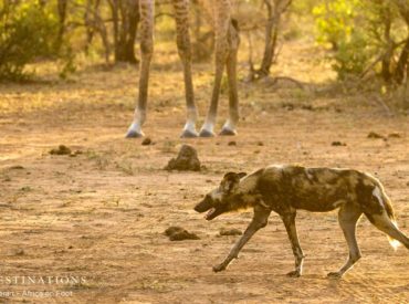 This week was the week that brought the rain to the Kruger. At such a late stage in the summer, the earth was scorched from the incessant heat and lack of replenishment from the rain. Then, the growl of distant thunder and flicker of lightning behind giant grey clouds announced the arrival of relief, all […]