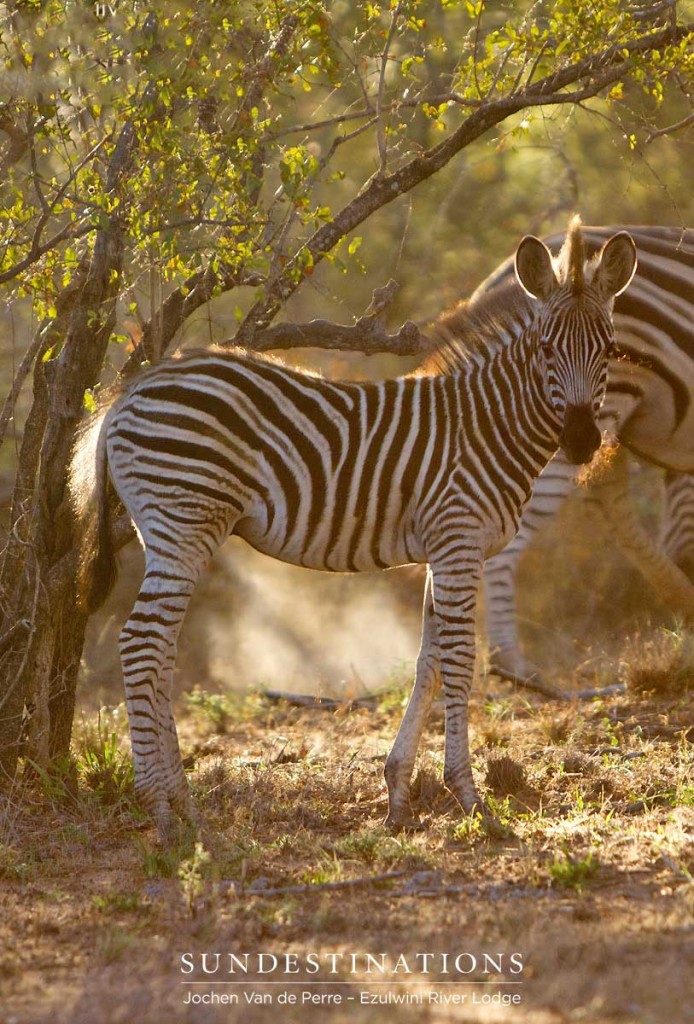 A zebra foal bathed in the morning sunlight in Balule