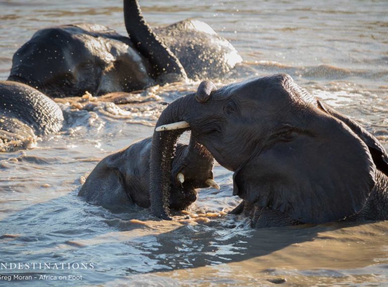 Elephant Pool Party in the Klaserie