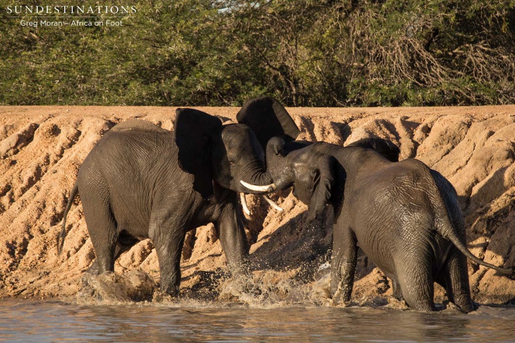 Adolescent bulls play-fight on the edge of the dam