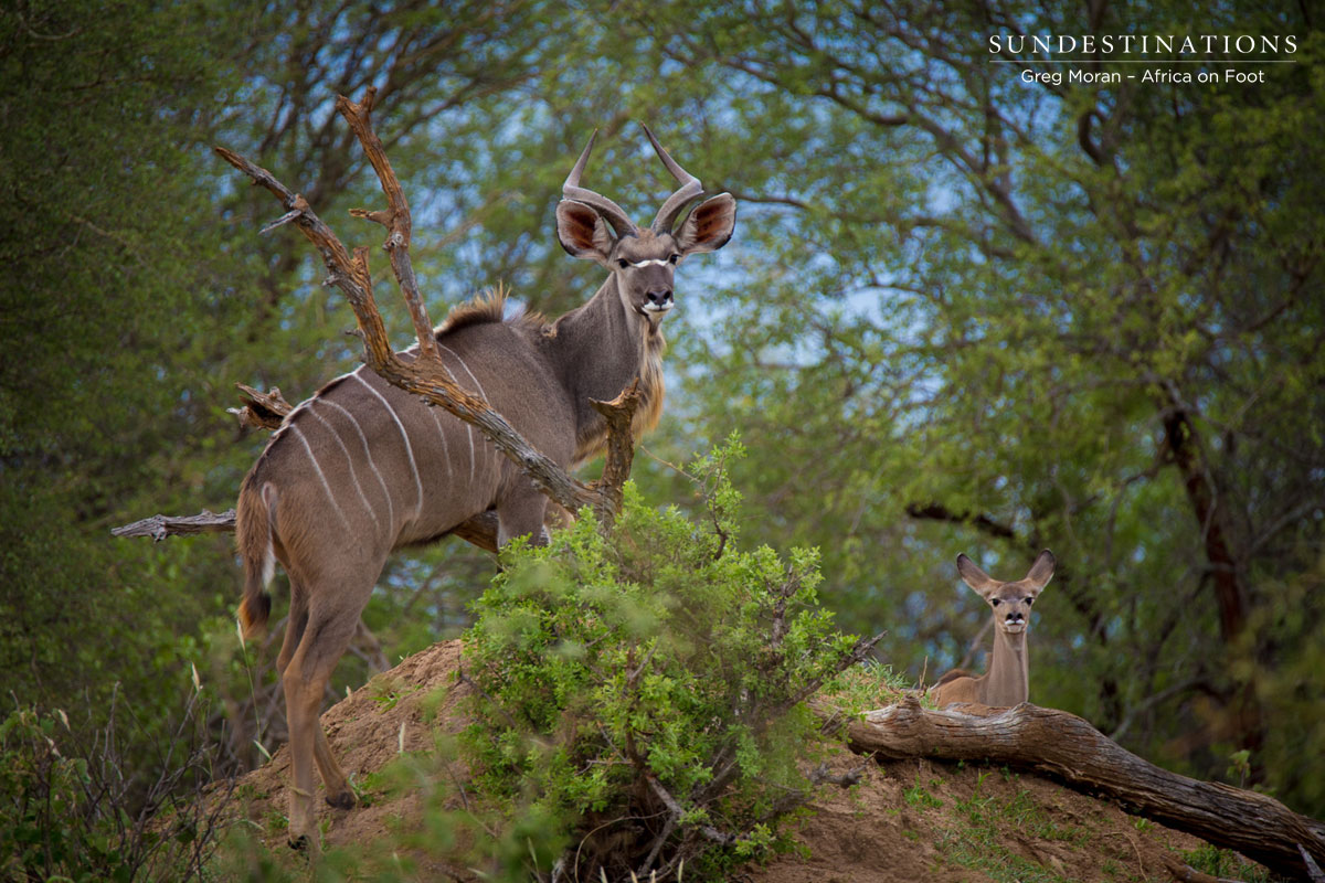 Kudu and Calf