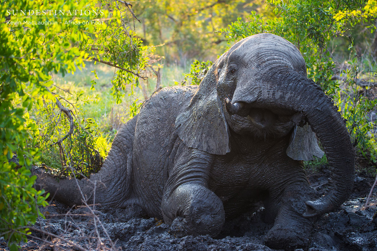Elephant in Mud