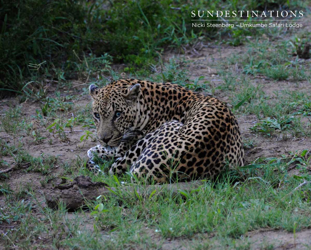 Bicycle Crossing Male Leopard
