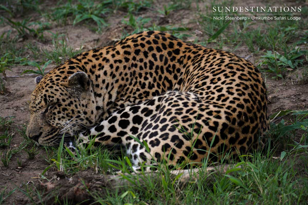 Sleeping Leopard Sabi Sand