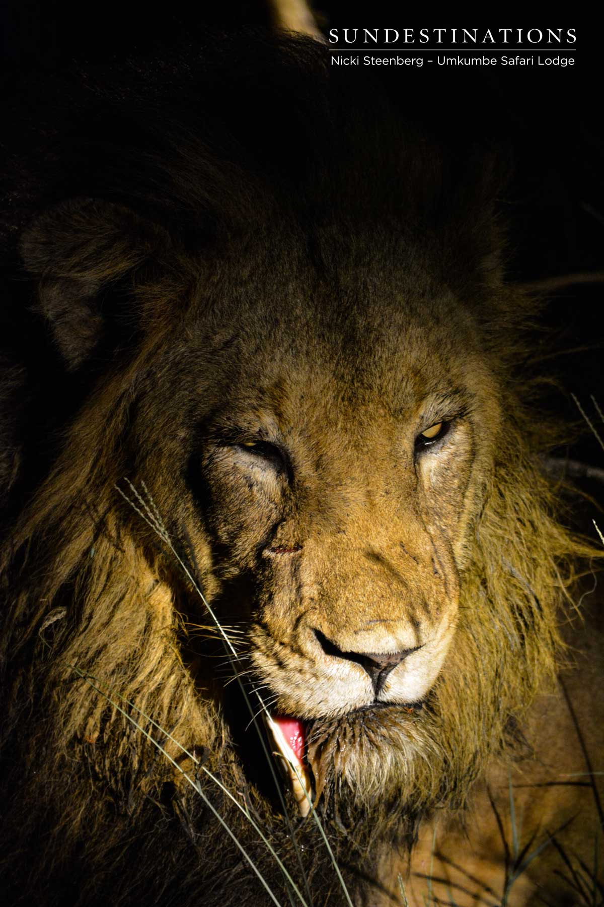 Charleston Male Lion