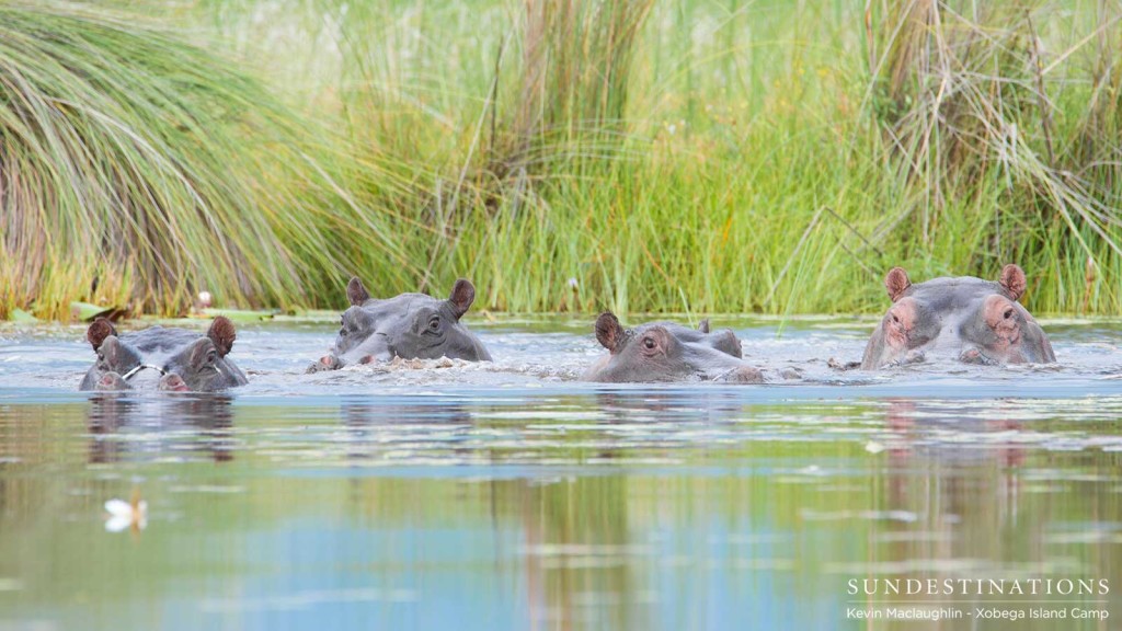 The rulers of the water - hippos in the Delta at Xobega