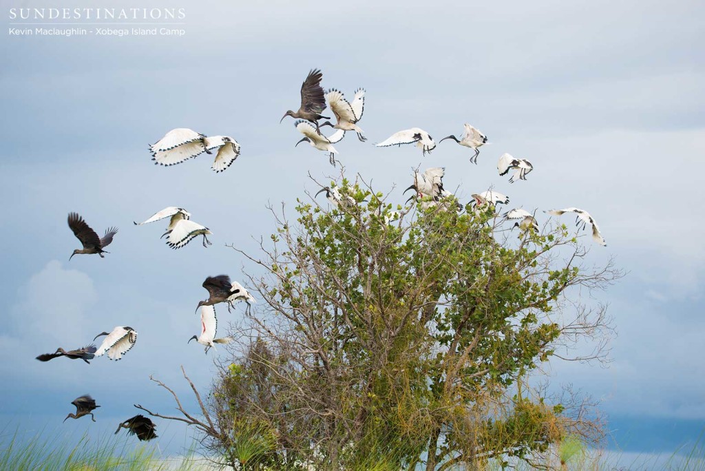 A breeding colony of ibises take off from a tree on the edge of a water channel 